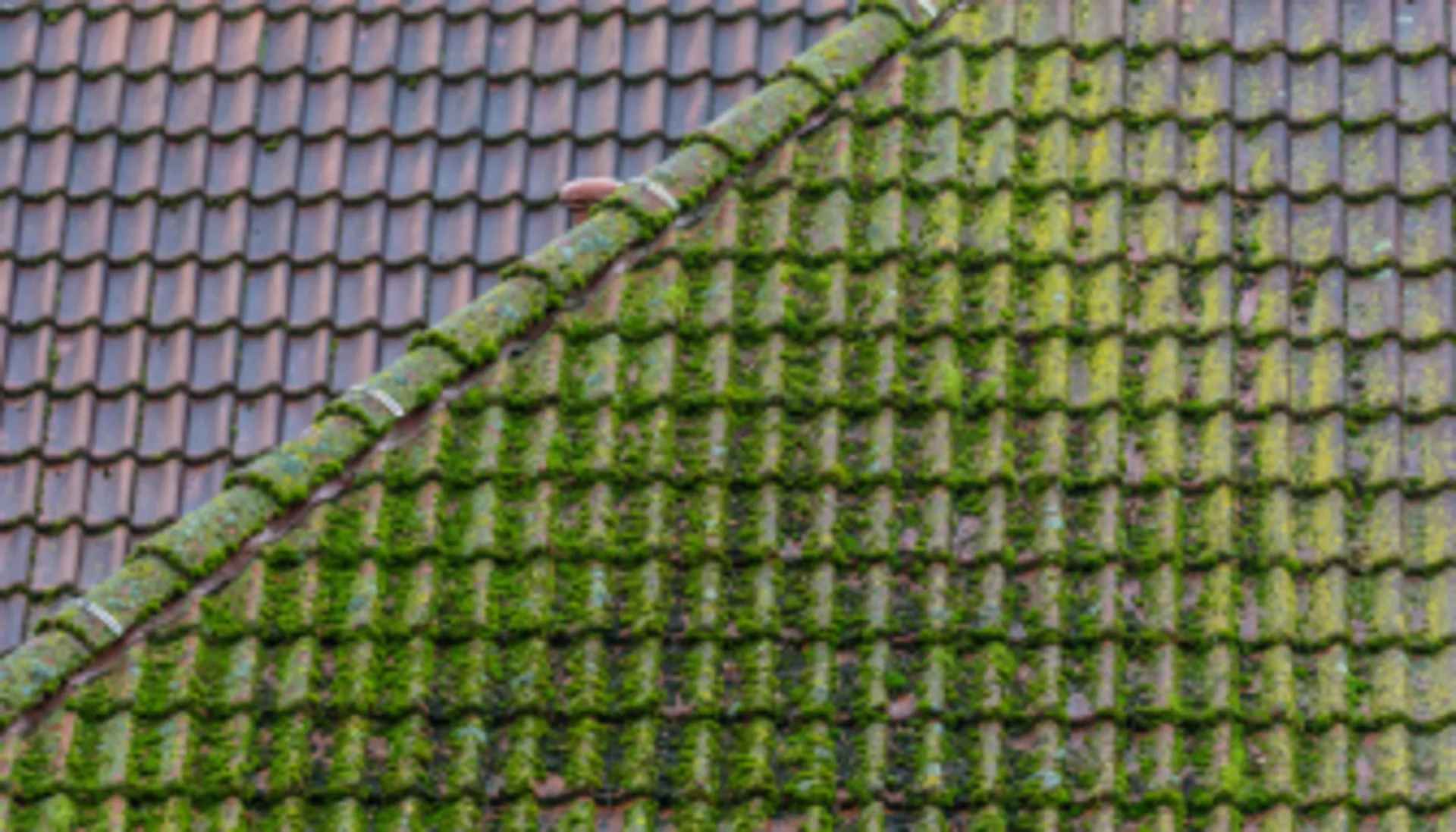 Mospro professionele buitenreiniging
